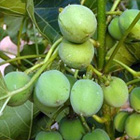 �W���g���t�@�̎�